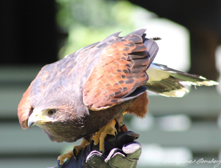 Red tail hawk