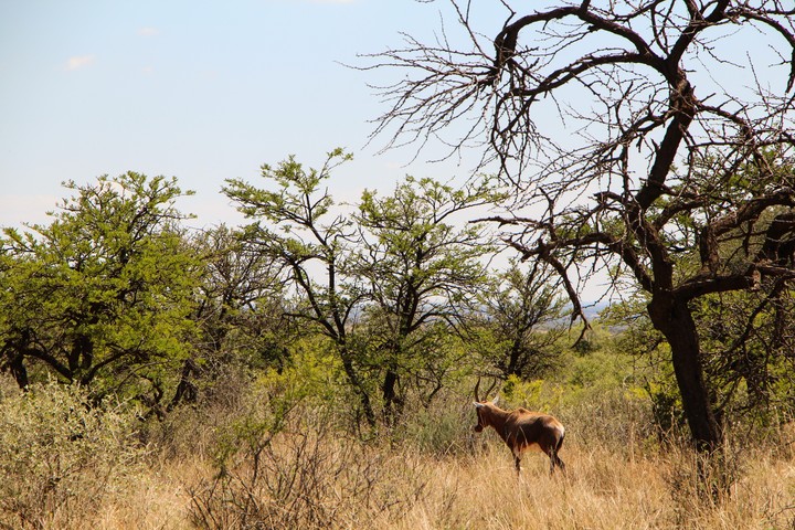 Wildlife and Nature