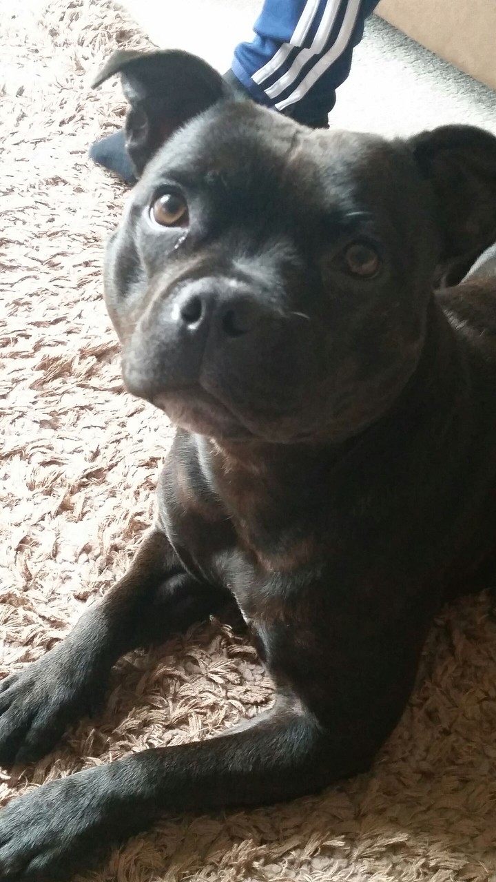 Staffordshire Bull terrier