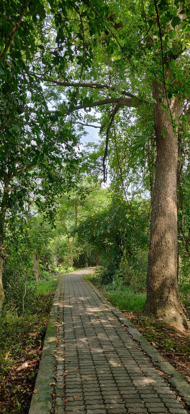 Morning Walk