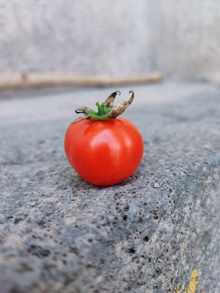 Tomato