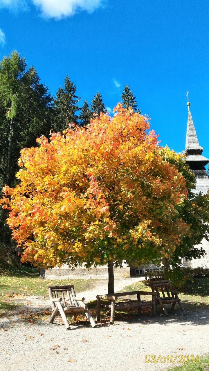 shiny autumn