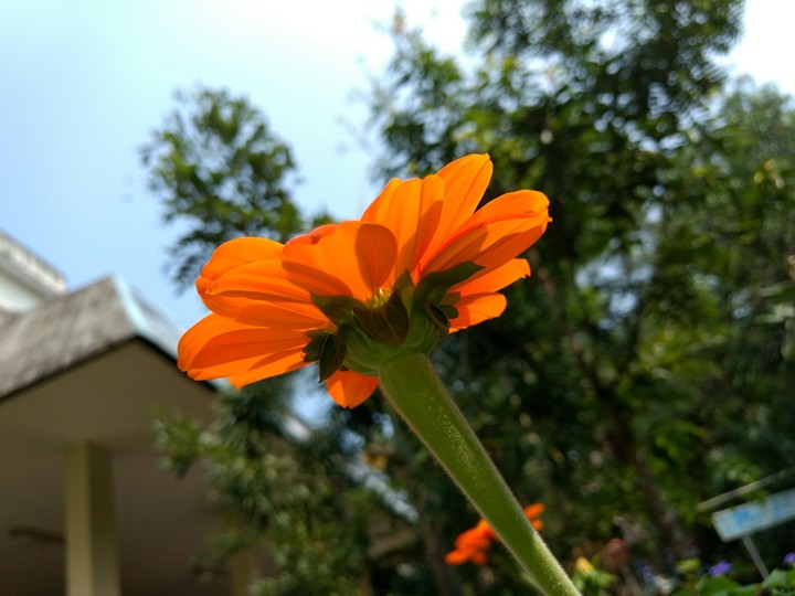 flower