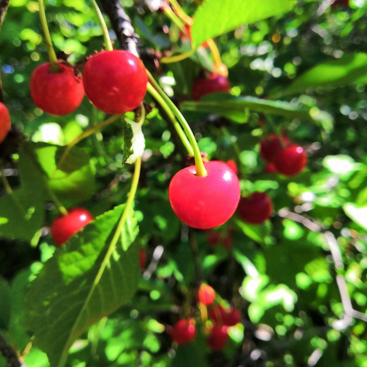 Cherry