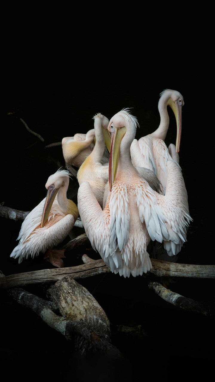 pelicans