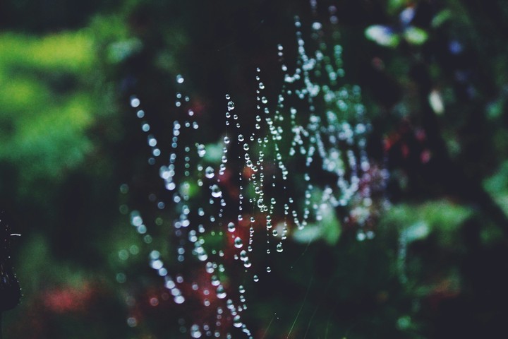 web nature
