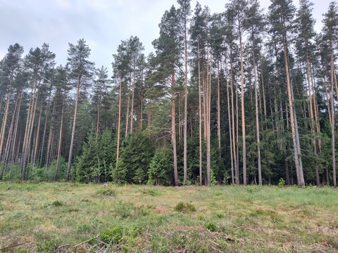 hình nền plant, larch