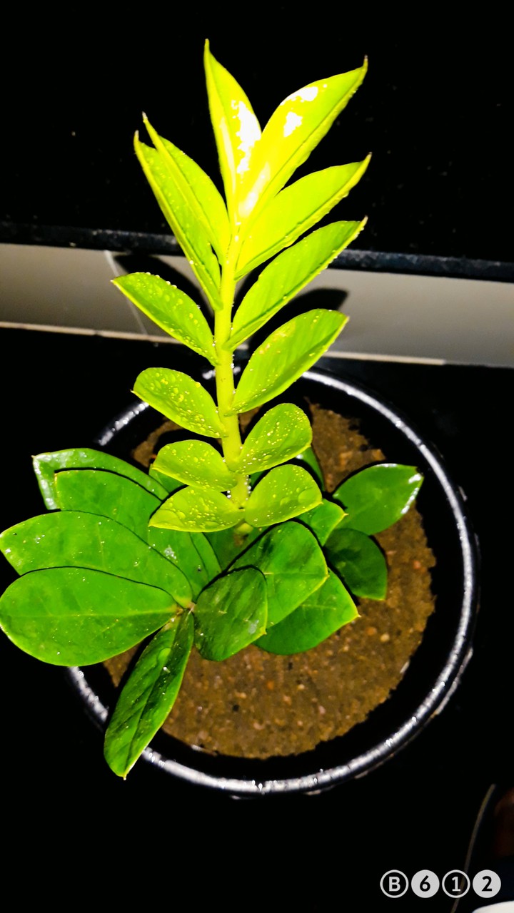 Plant