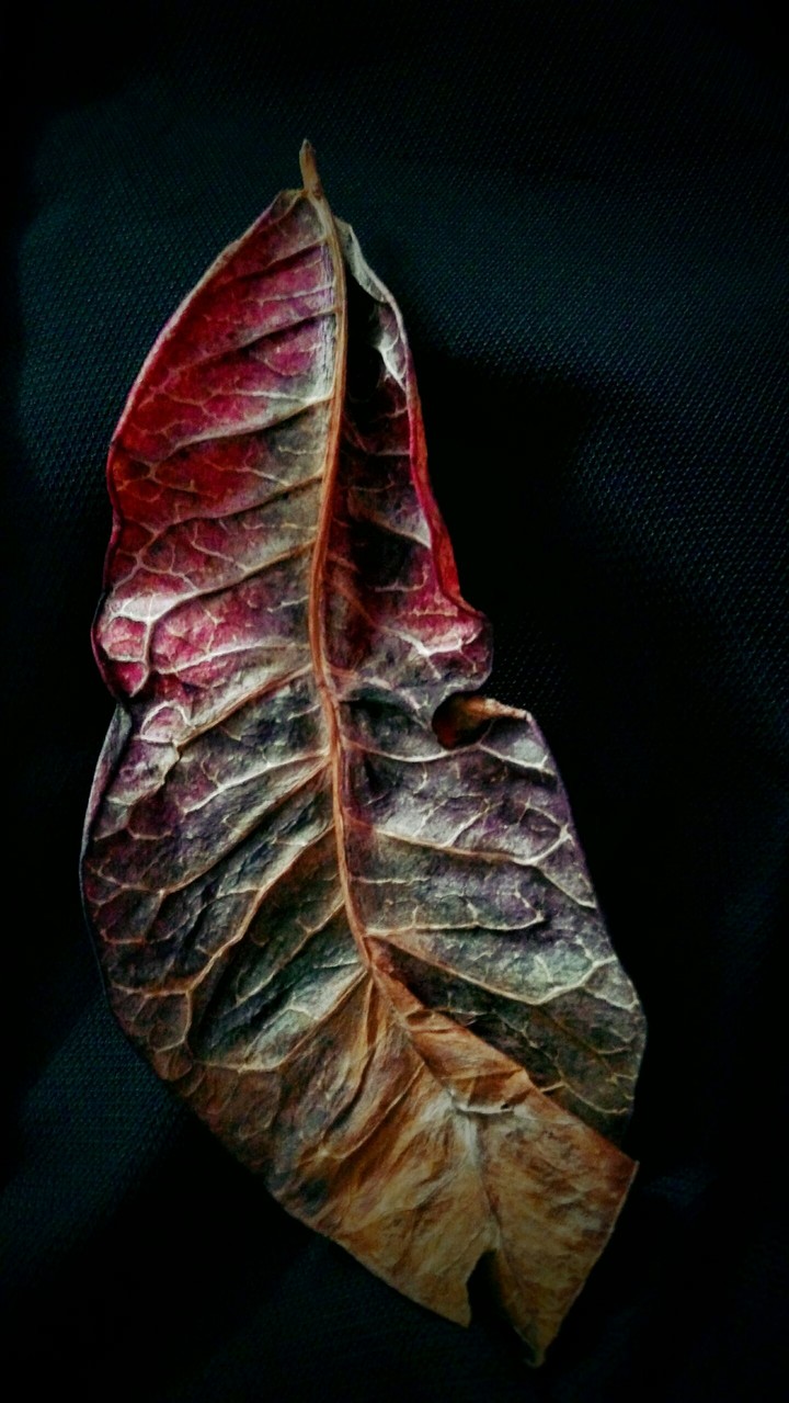 beautiful demise