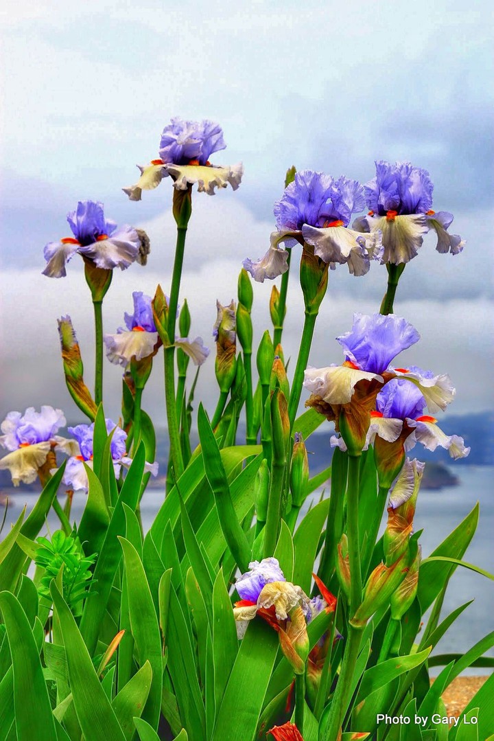 iris