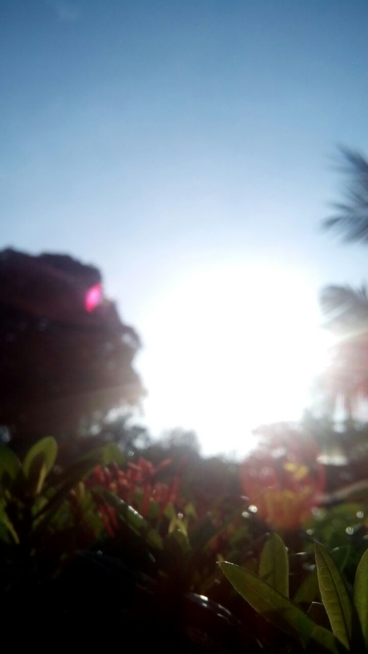 Grass