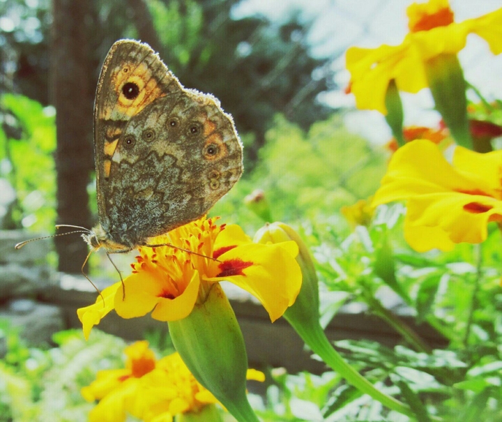 butterfly