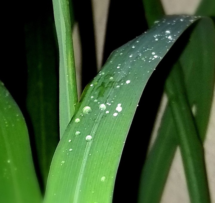 water droplets on leaves