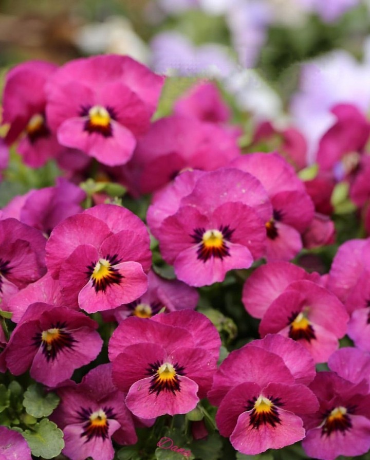 Viola