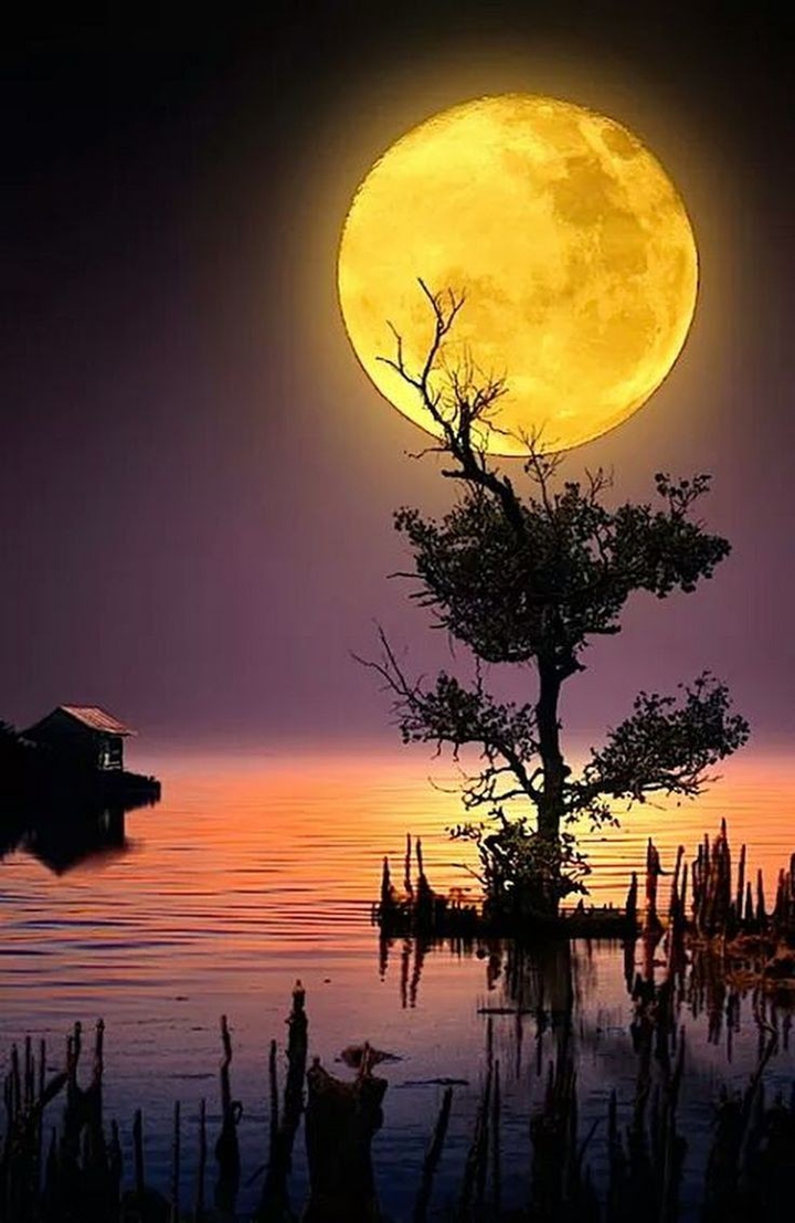 yellow moon