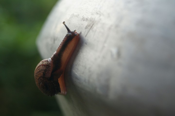 Intensvly Took snail!!