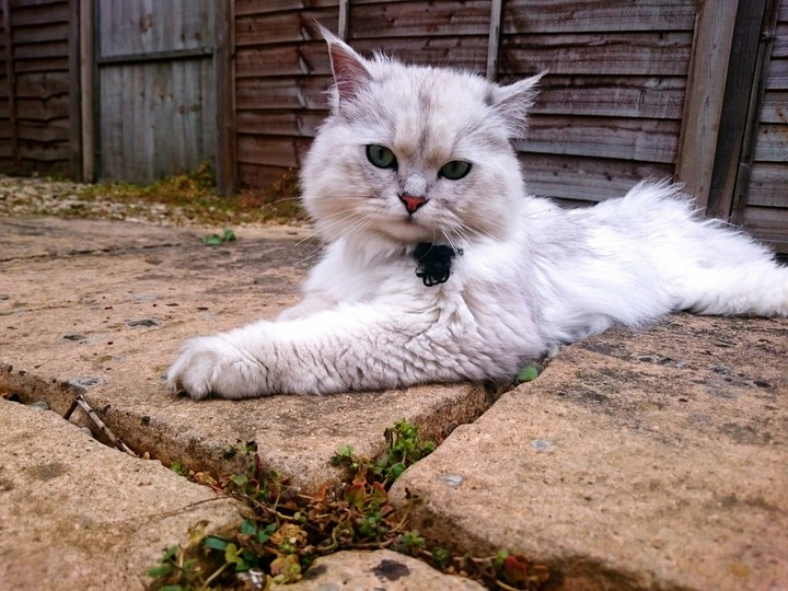 Best cat ever