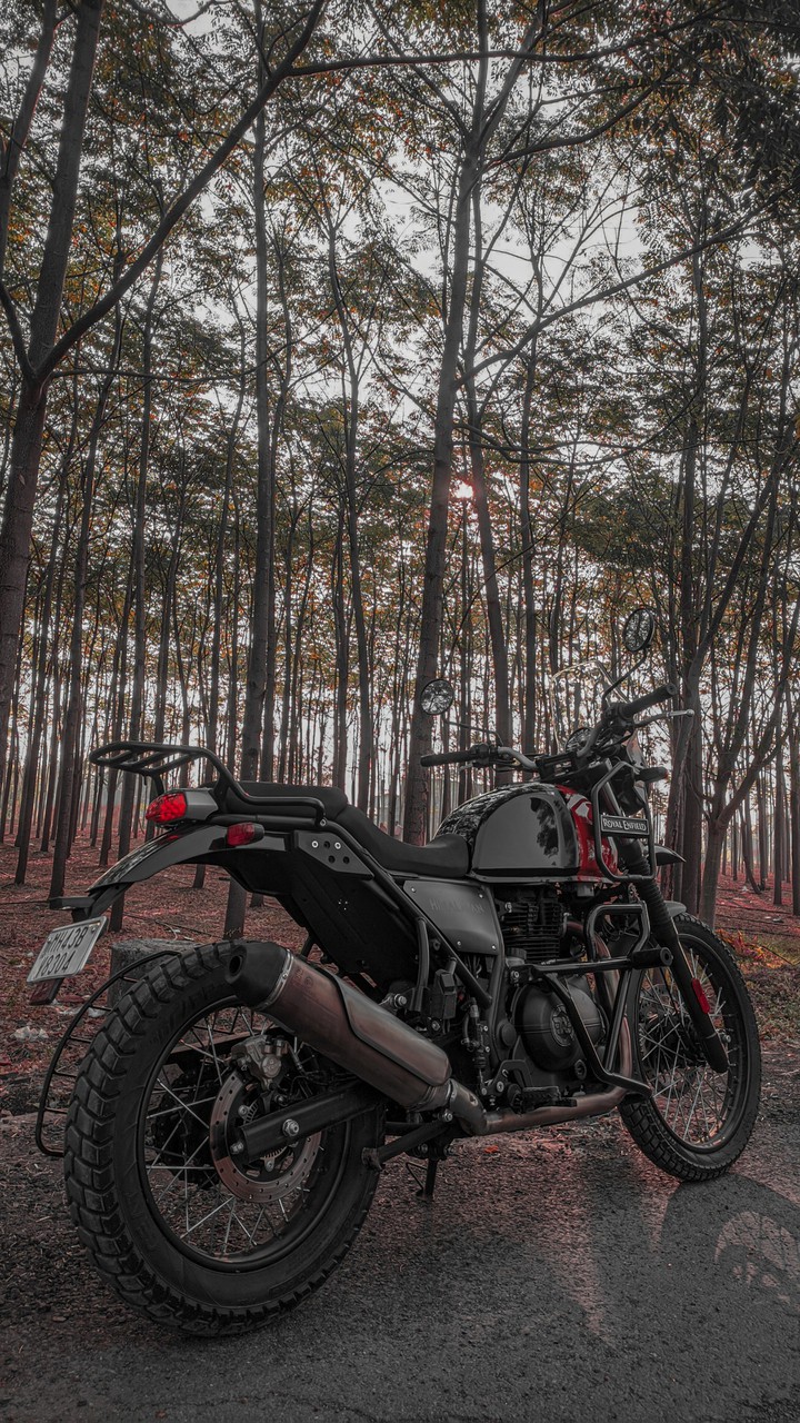 Himalayan