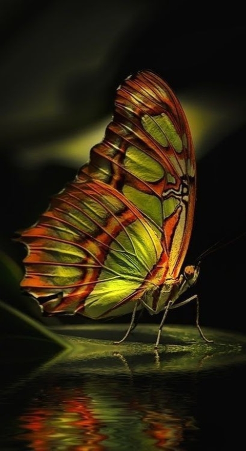 Pollinator, Butterfly, Insect