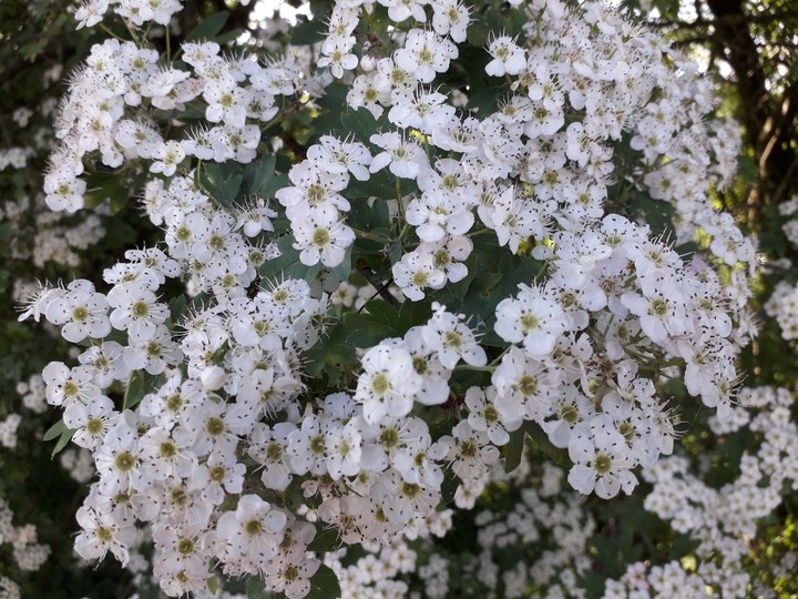 White Flowers