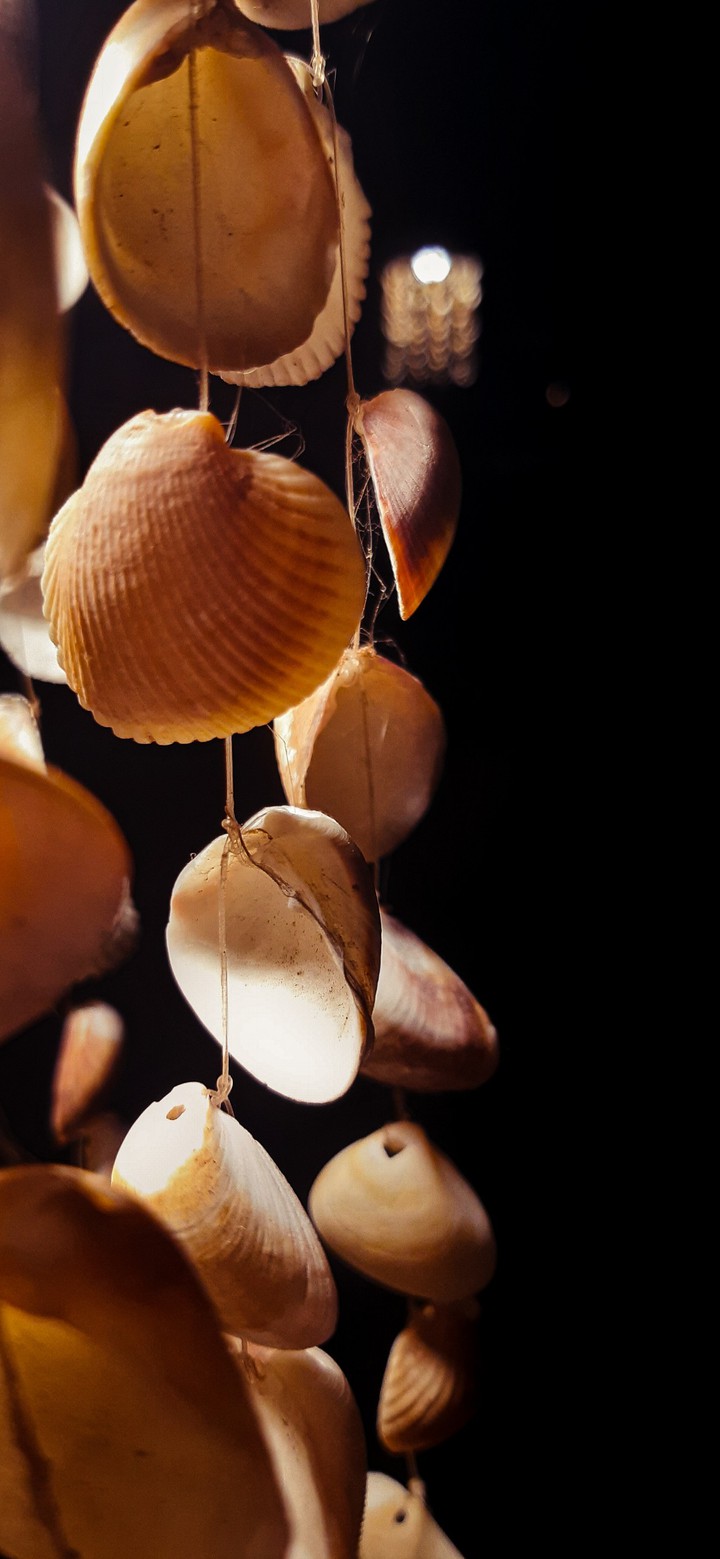 conchas da praia