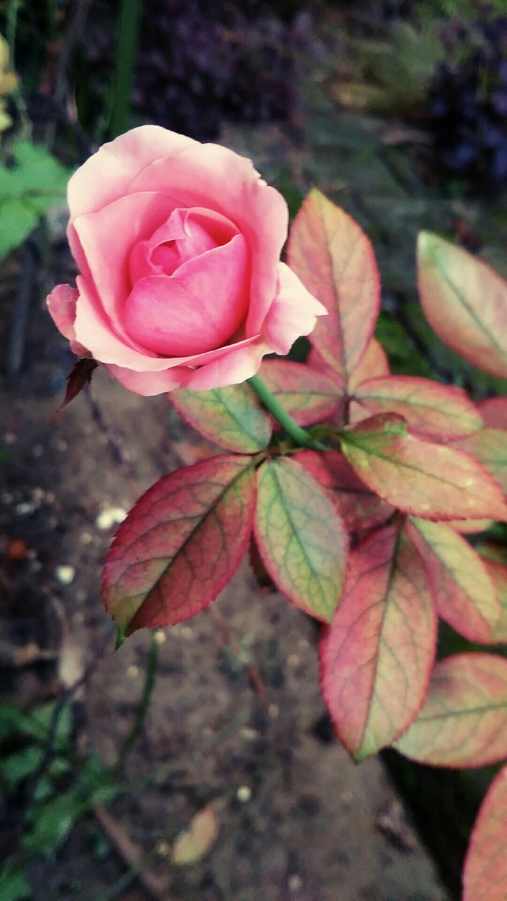 blossoming