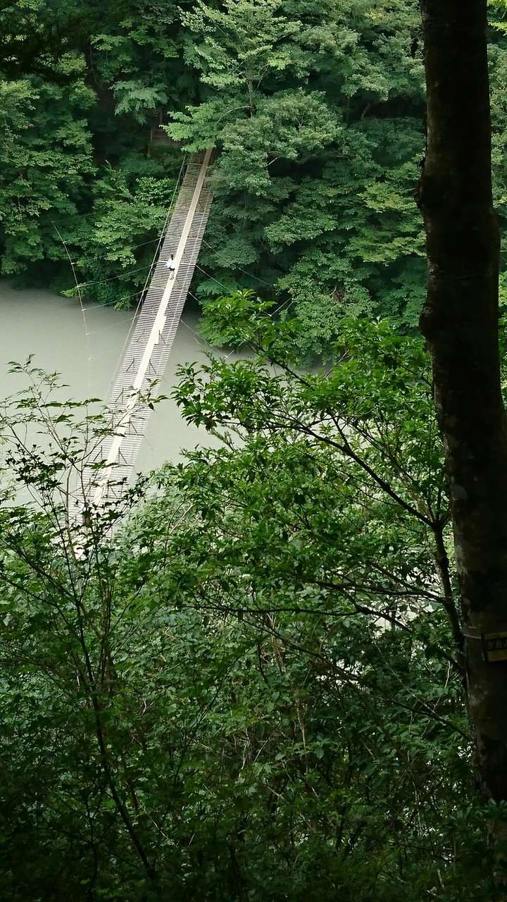 suspended bridge deep in the forest