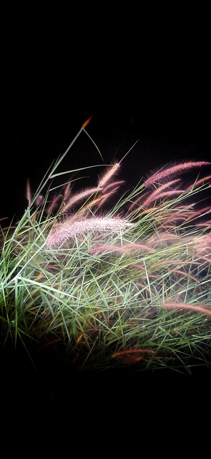 grass