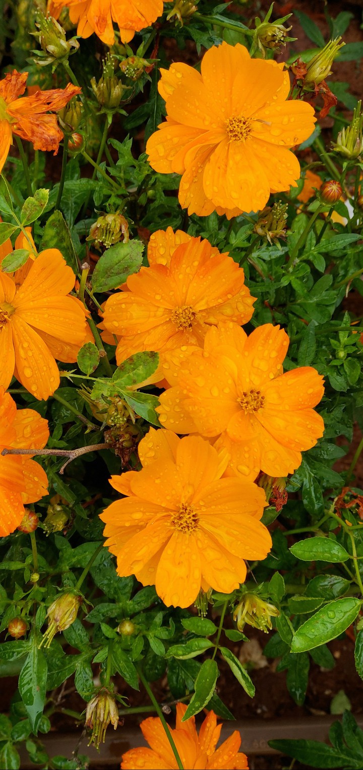 beautiful flowers