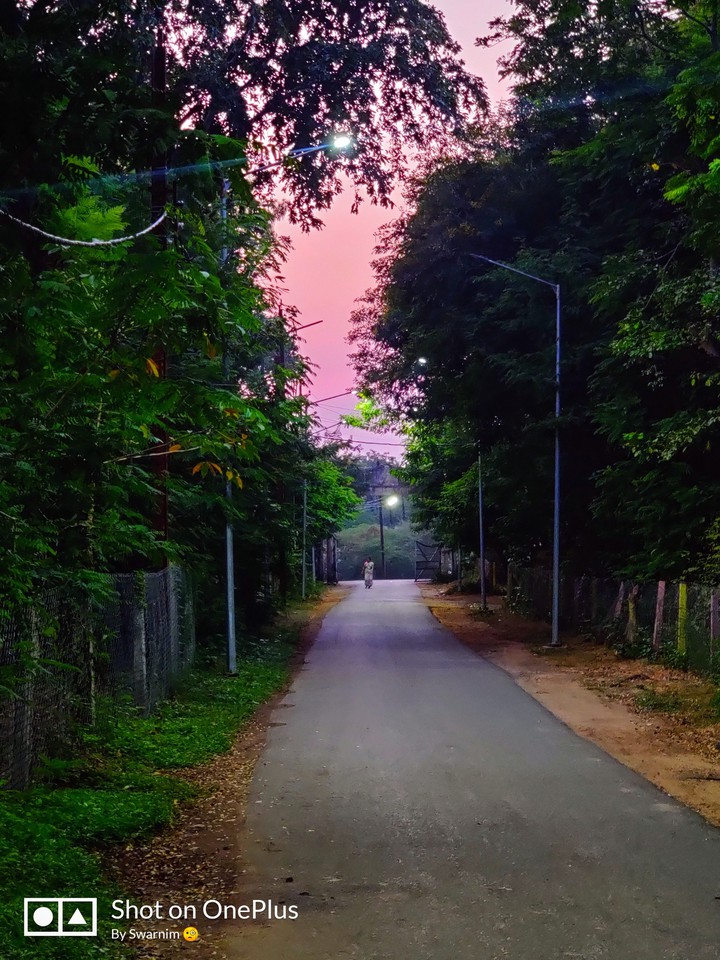 Sunset with Pink Sky and Forest