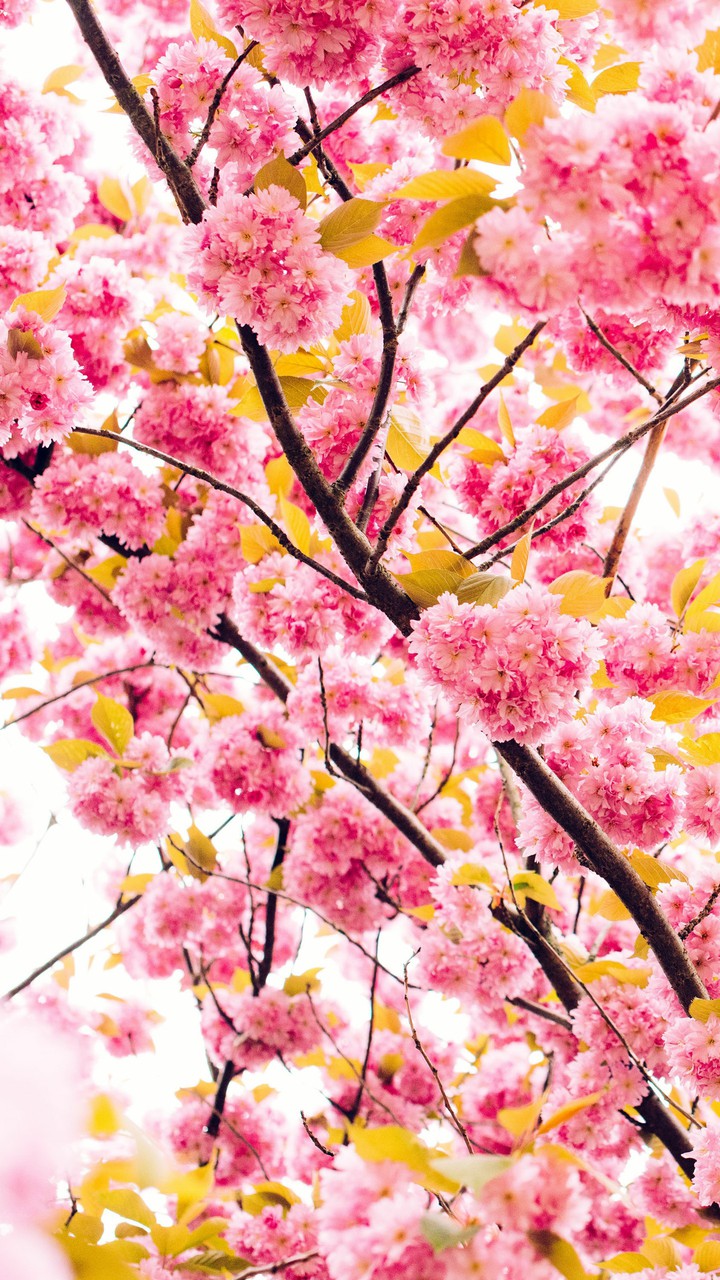 spring