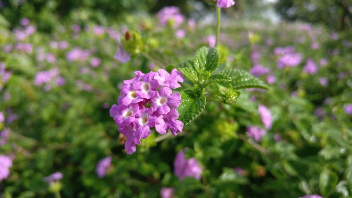 lavender