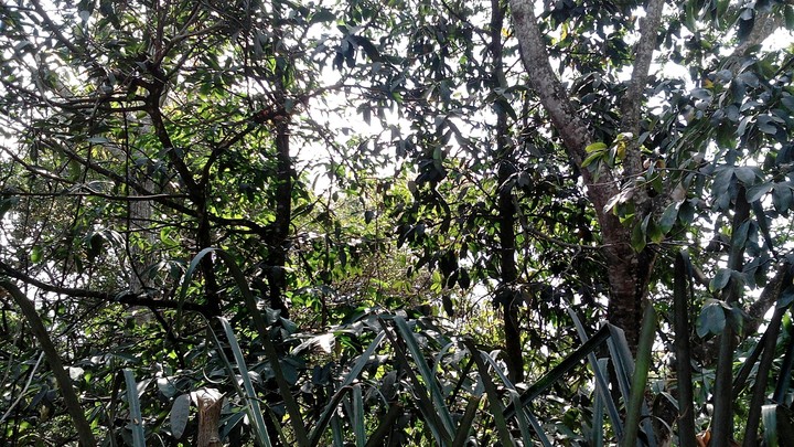 naturalea