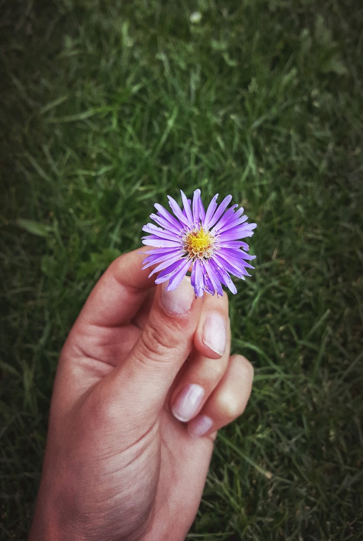 corful flower