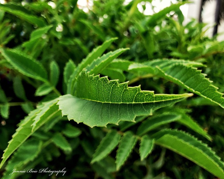 leaf