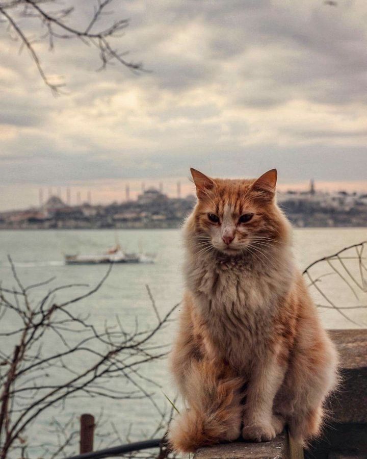 Kedi 