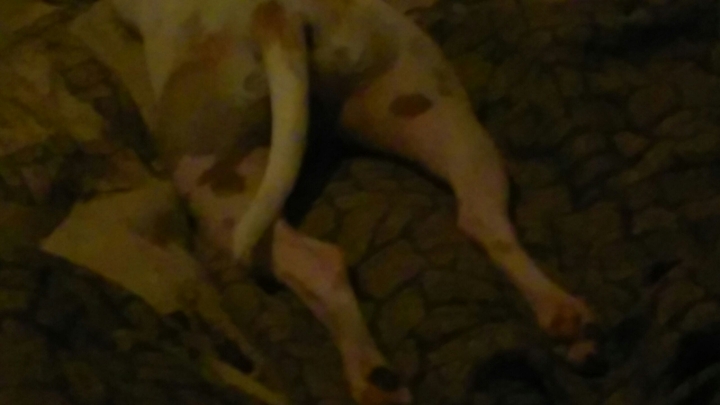 My Dogs legs!