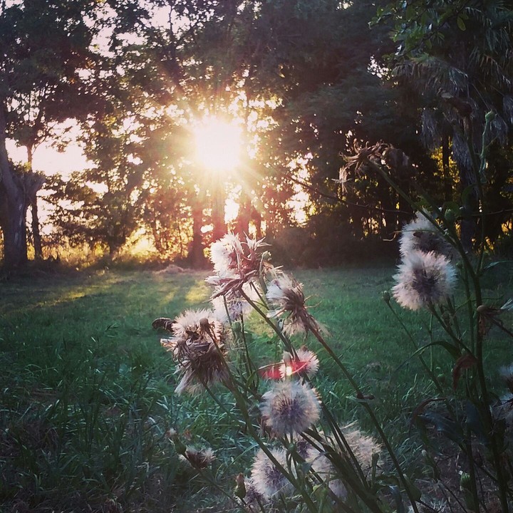 sunlight home