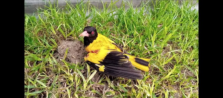Little bird