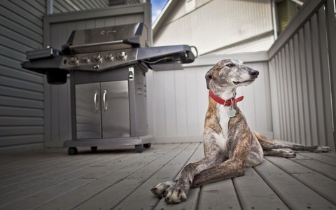 dog, grey Hintergrundbilder