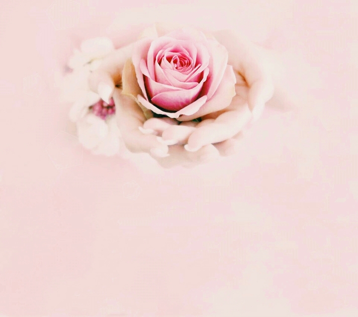 pink rose