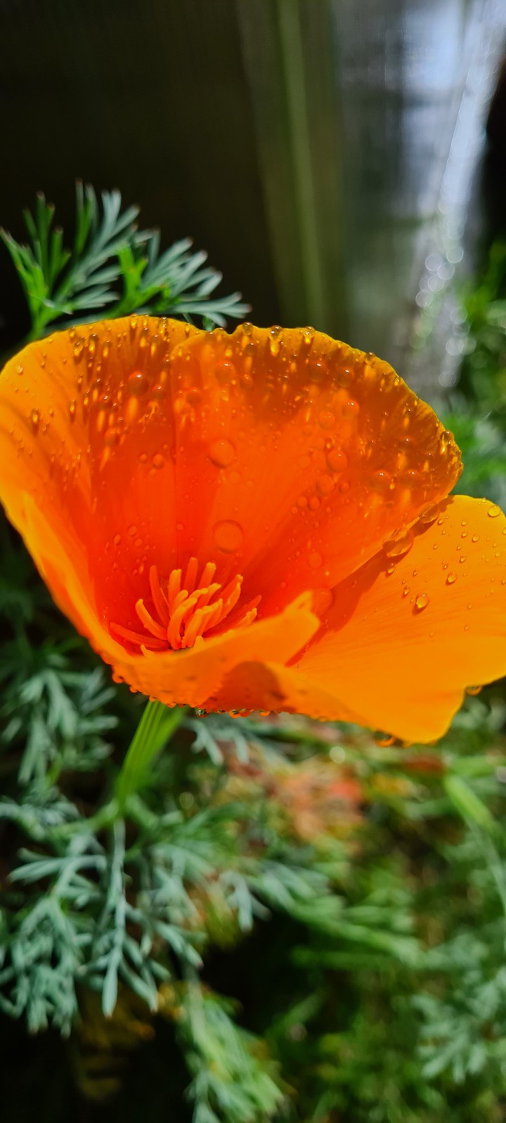 Blume