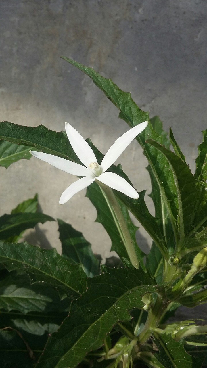 white flower