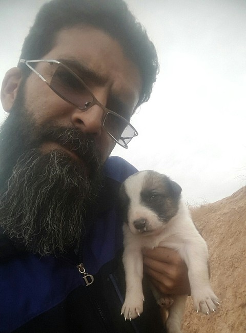 sfondi puppy, dog