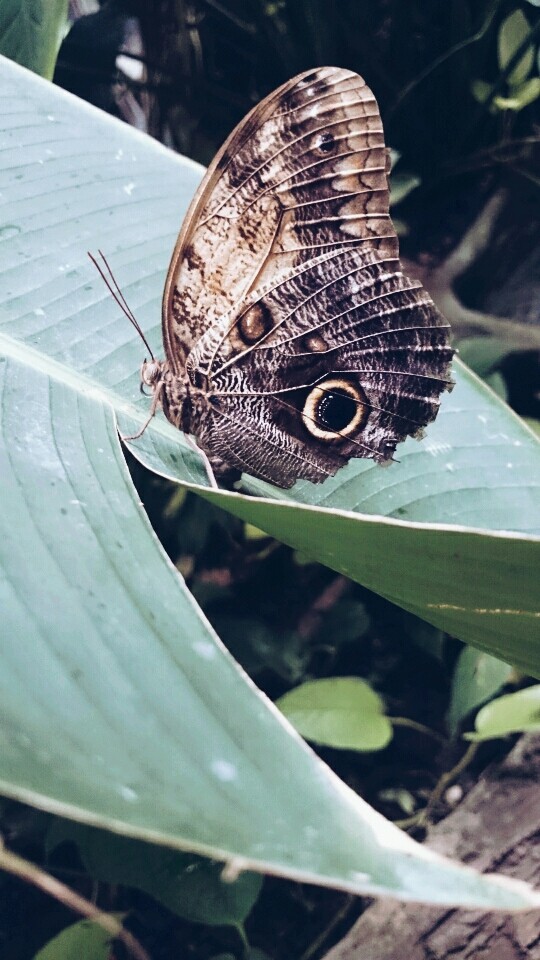 butterfly ❤