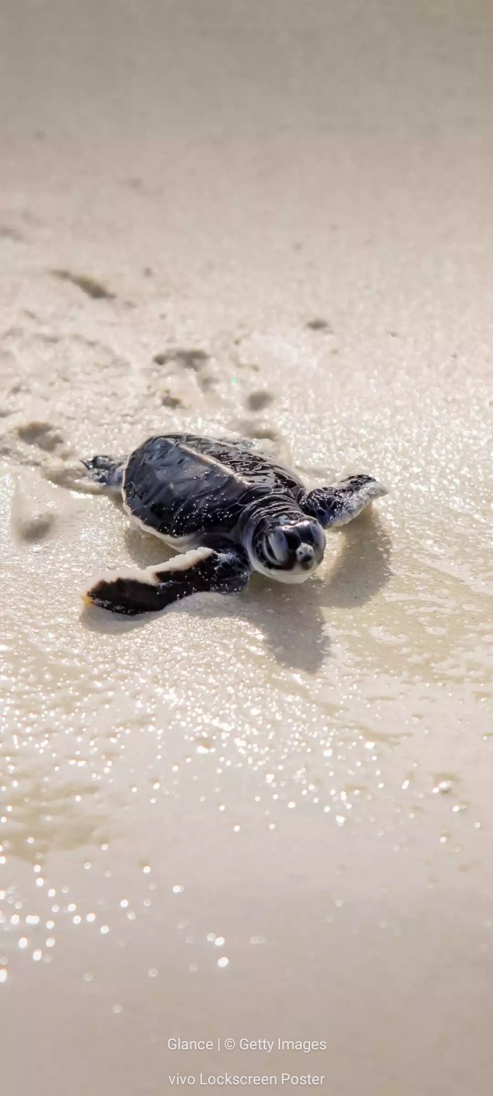 Sea Turtle