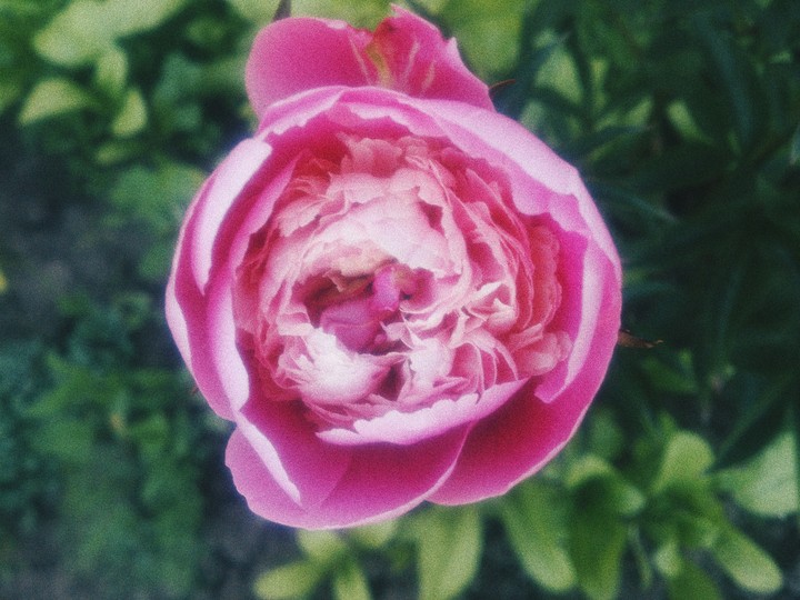 Peony
