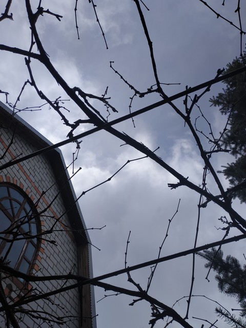 branch, sky Hintergrundbilder