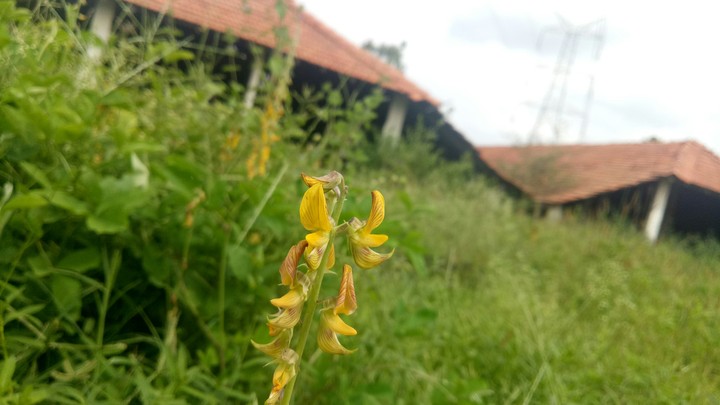 flora