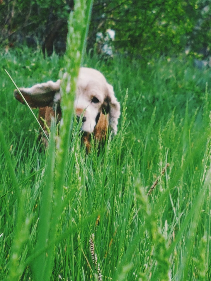 dog